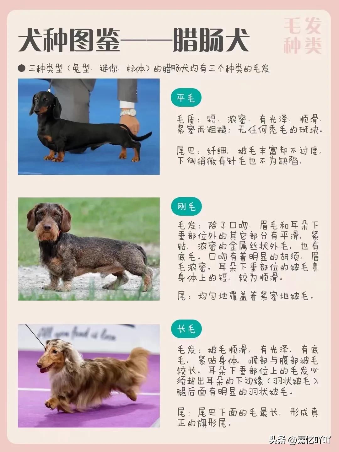 腊肠犬相似的狗有哪些,腊肠犬的图片