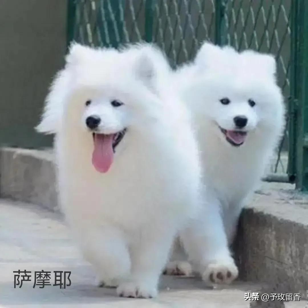 宠物狗应该怎么养详细介绍科普,宠物狗喂养及训练方法有哪些