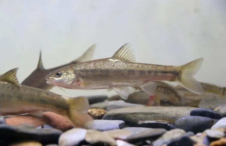 可以放心吃的几种野生鱼,野生鱼哪些地方不可以吃