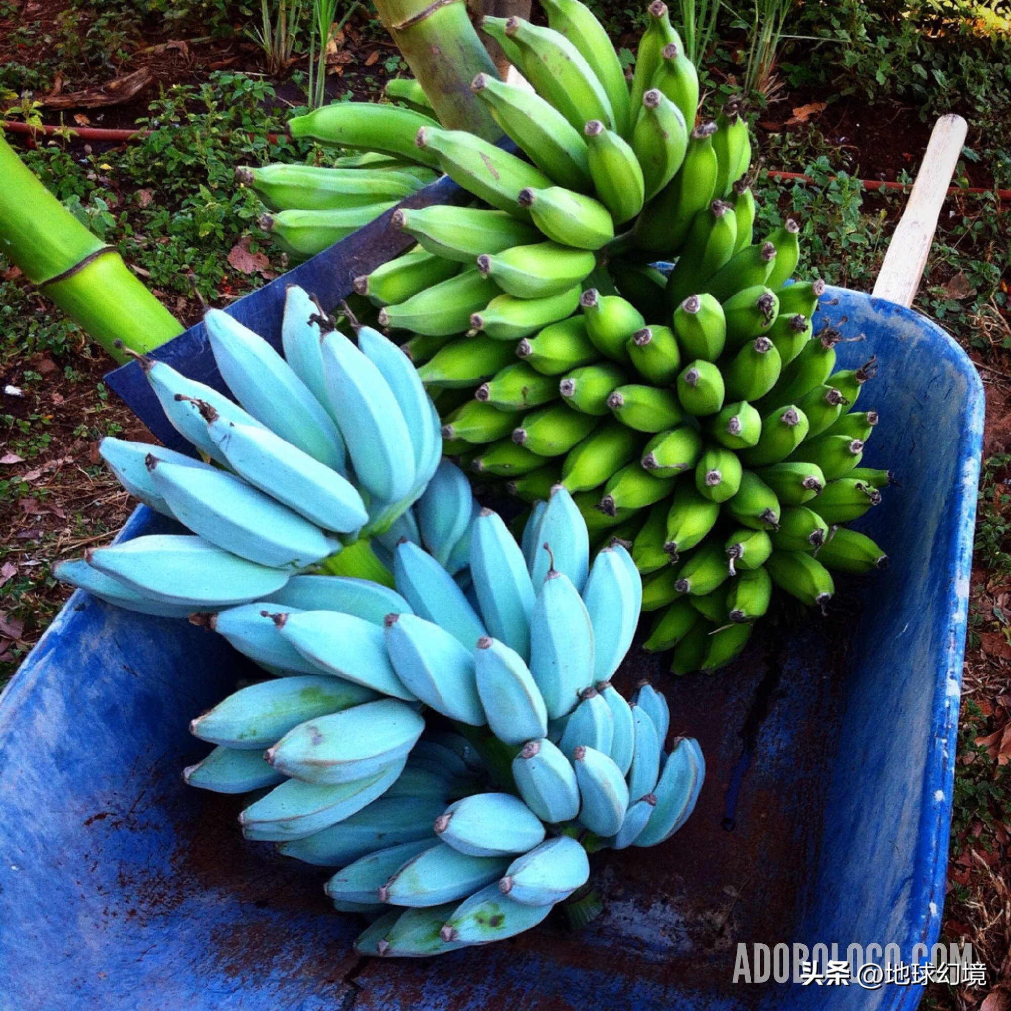 35张悲惨动物照：悲惨小象被捕兽夹弄断鼻子，章鱼被塞进西瓜做菜