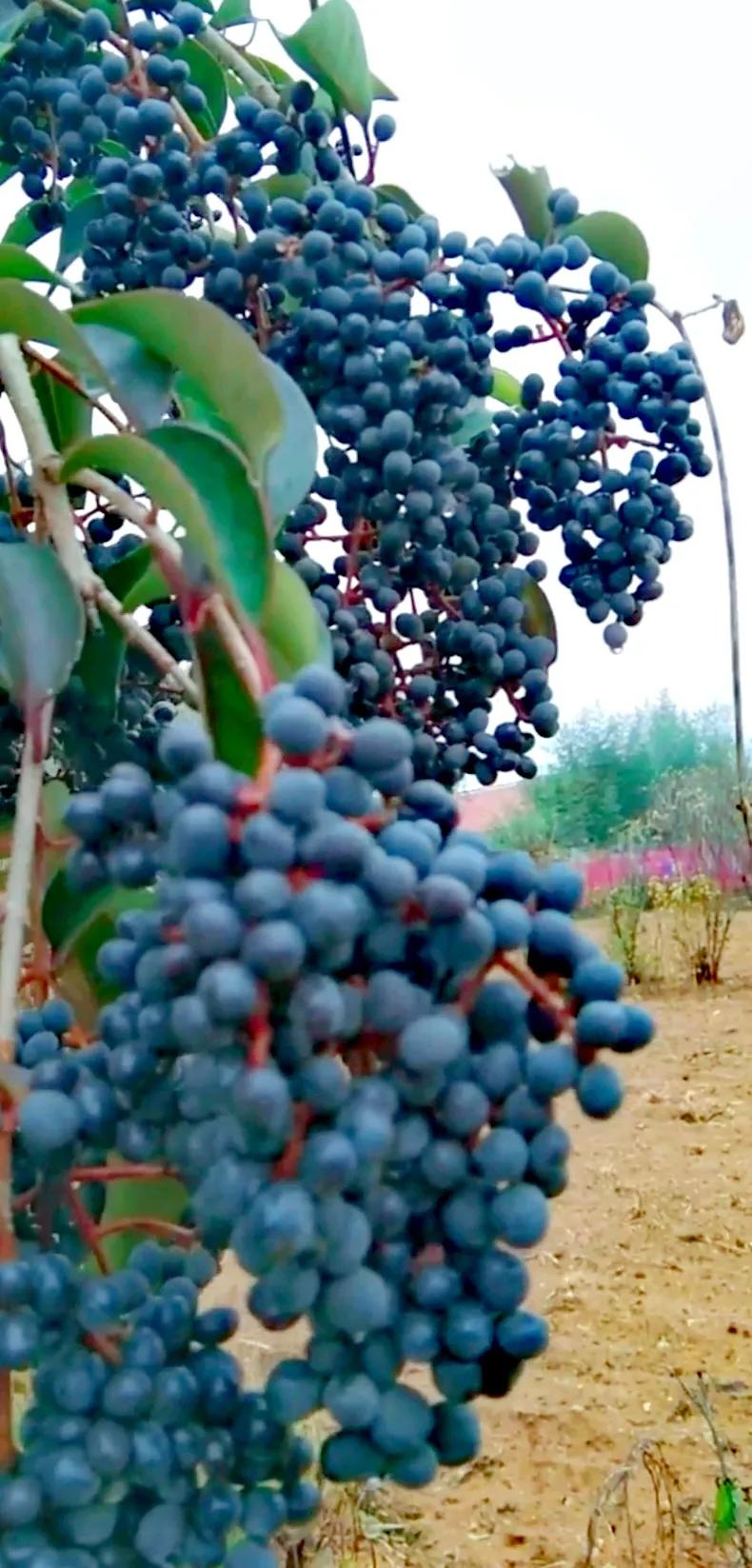 女贞子图片树木,女贞子树彩图