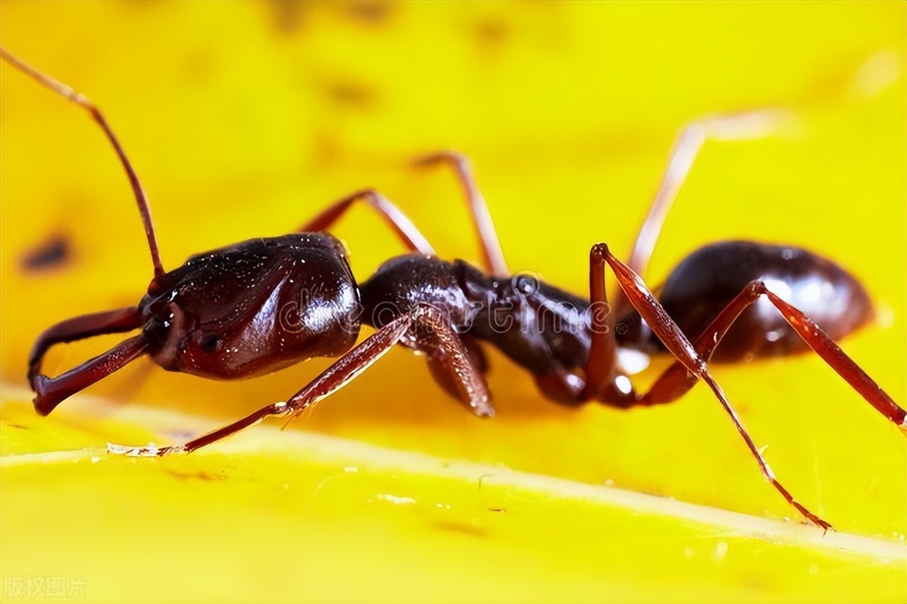 中国哪些地区把蛇叫长虫,蛇为什么叫大虫