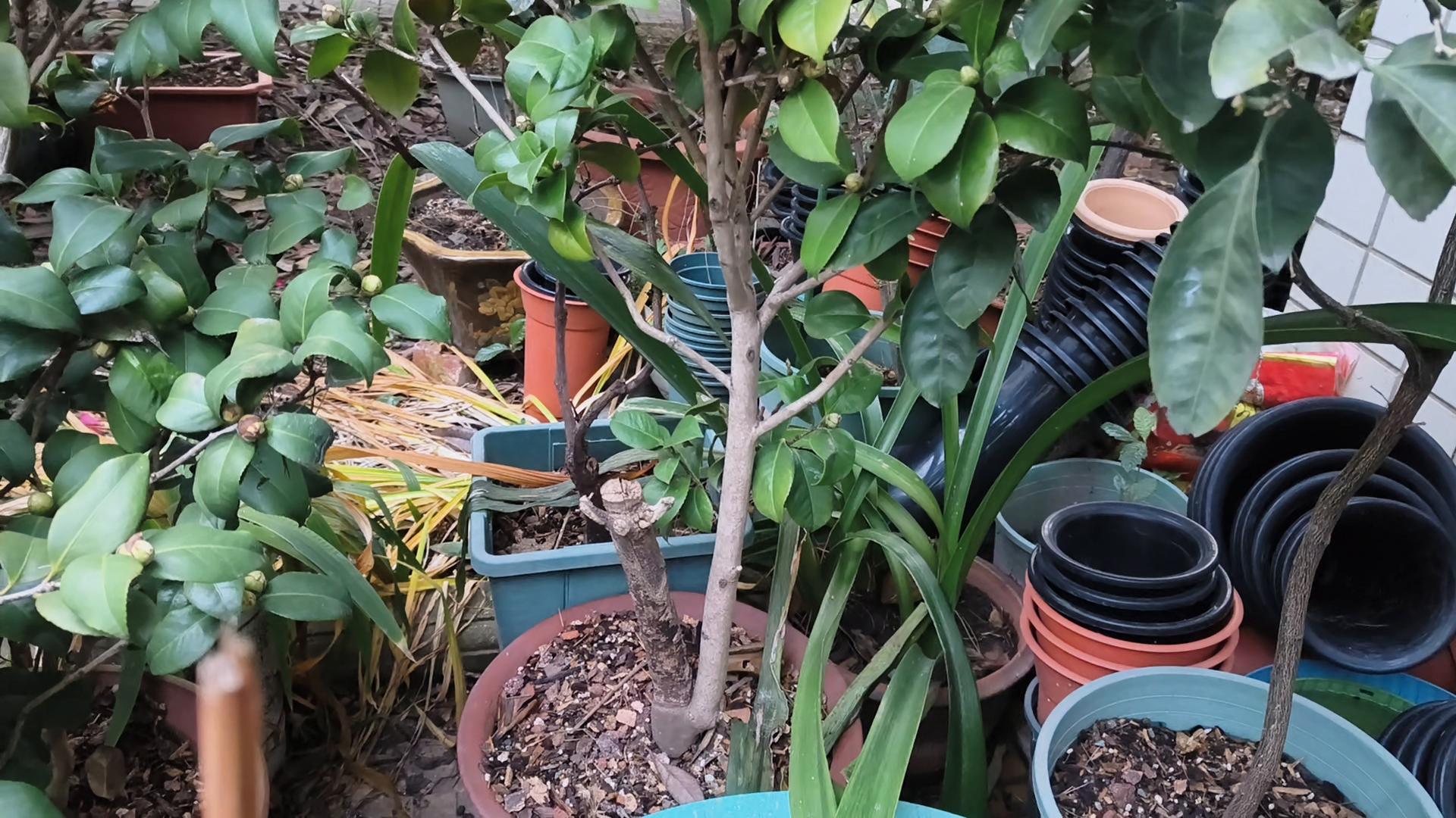 花中娇客山茶花,山茶花是花中娇客吗