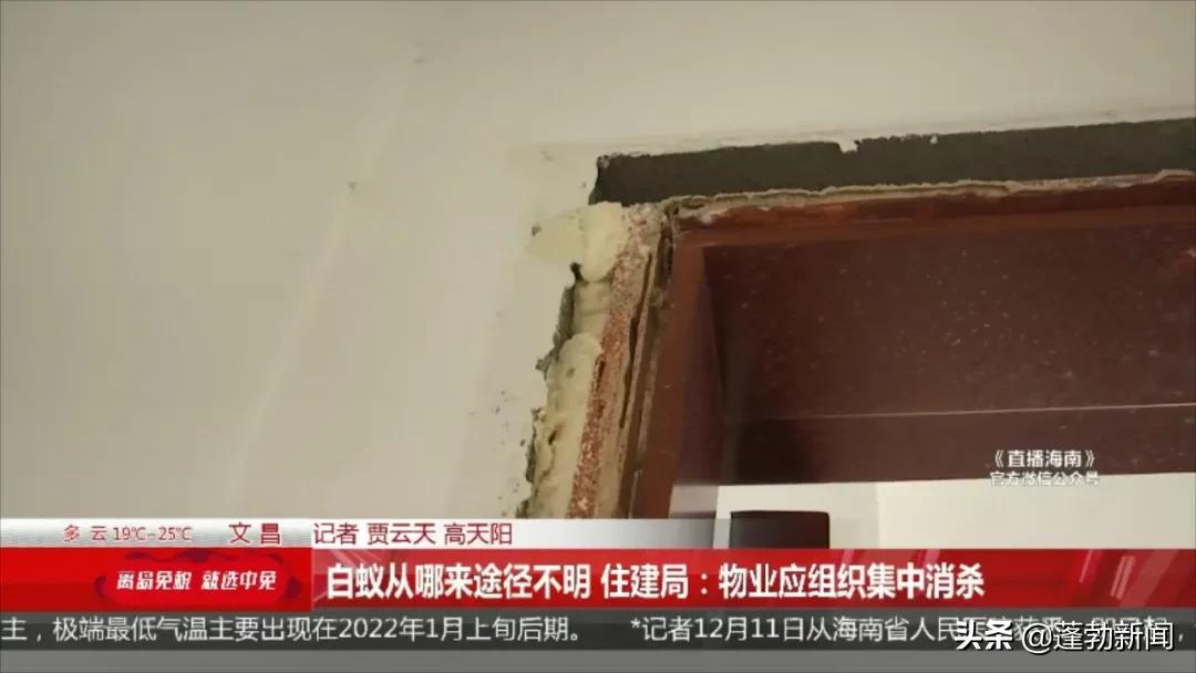 大量白蚁在家中筑巢啃噬家具，令人头皮发麻！如何防范看这里→