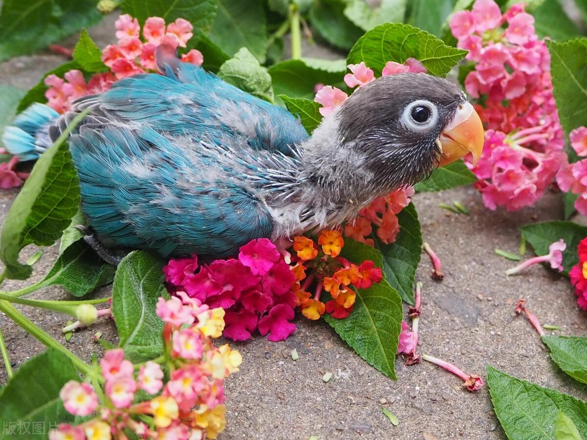 黄桃鹦鹉雏鸟积食怎么办,玄凤鹦鹉雏鸟容易积食
