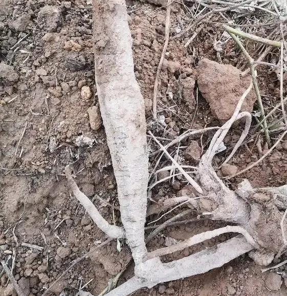 中药九大类,中药的九大体质是什么