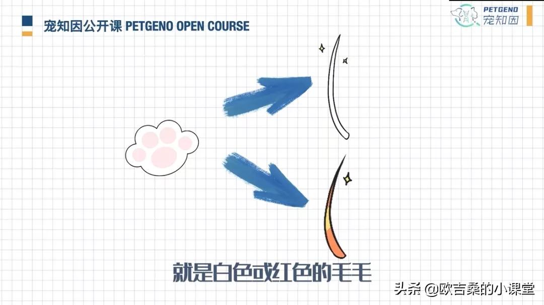 白斑变异基因,白斑基因和全白基因