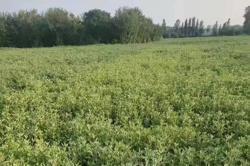 产业“联姻”产下“金娃娃”！