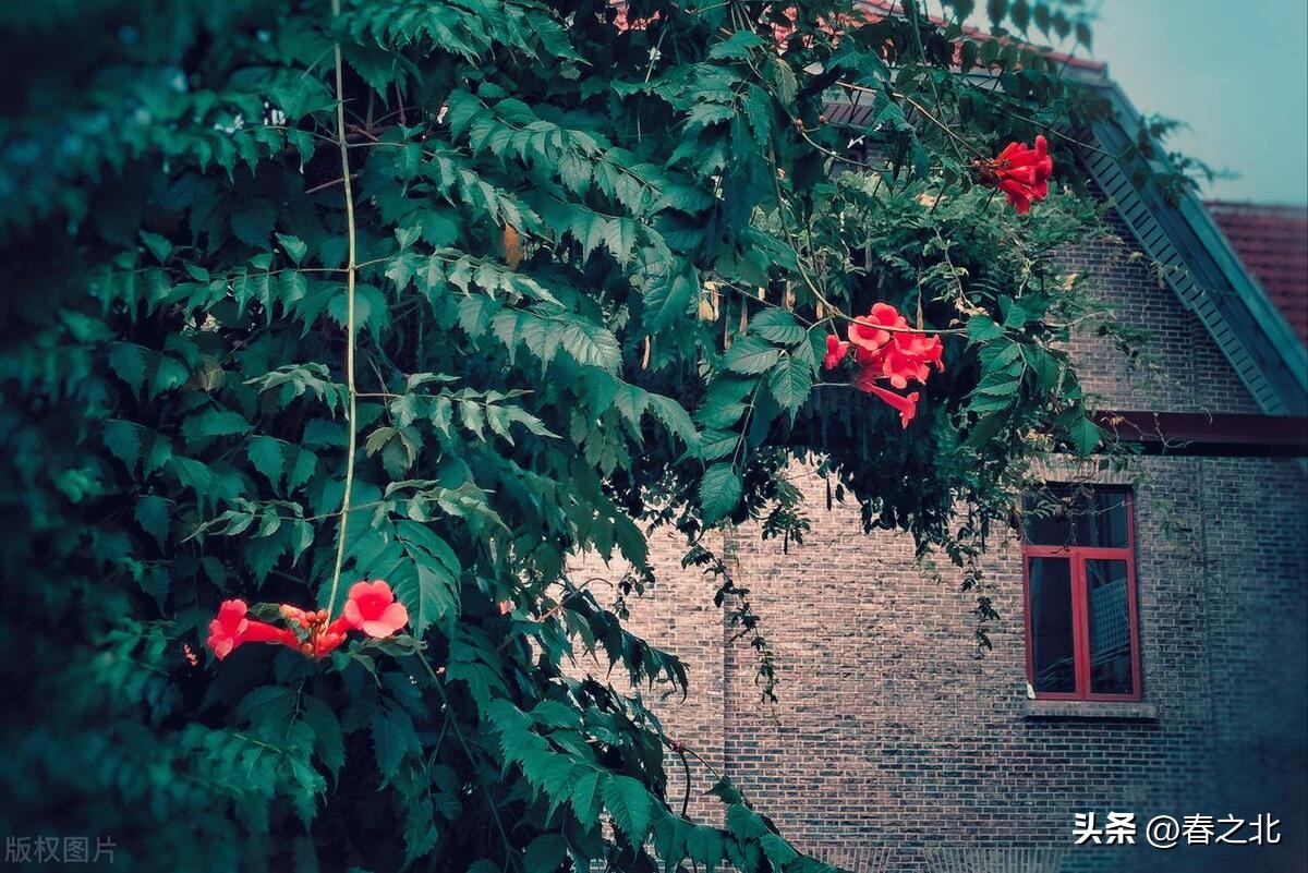 时光静好岁月不老的句子简短,愿岁月不老时光静好你我安好