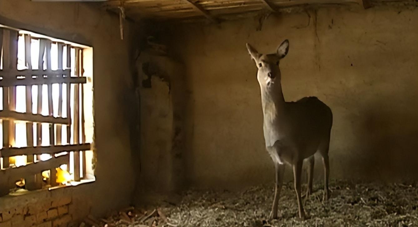 吉林一男子捡到梅花鹿,吉林男子野外捡鹿