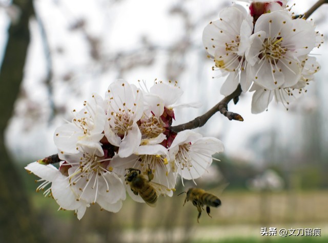 花开花落好运来,春天梅花开好运自然来