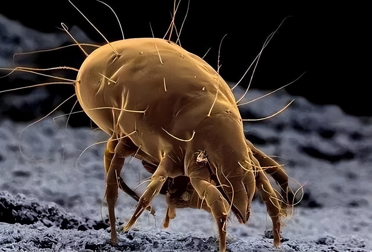 鼻子两侧的螨虫可以挤吗,鼻子里挤出的白色细条是螨虫吗