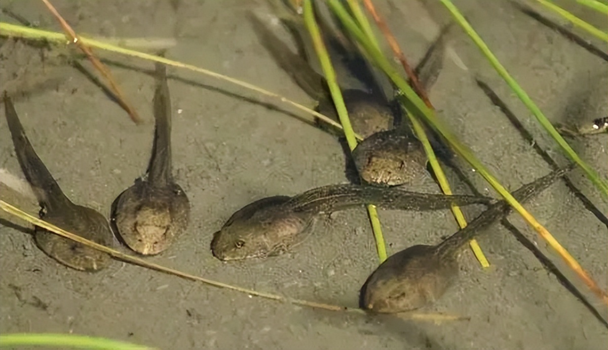 投虾苗后要注意些什么,怎么预防蝌蚪红肚病