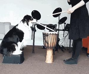 怎么教边牧用各种按钮说话,开拖拉机技术讲解