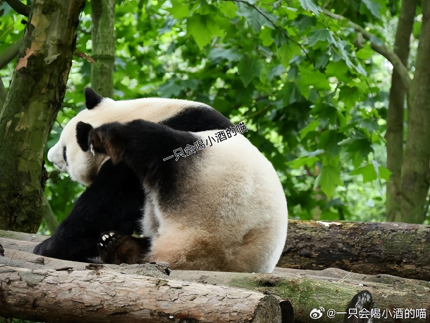不高的高高和他不白的老婆白云——91年出生的童颜女神大熊猫白云