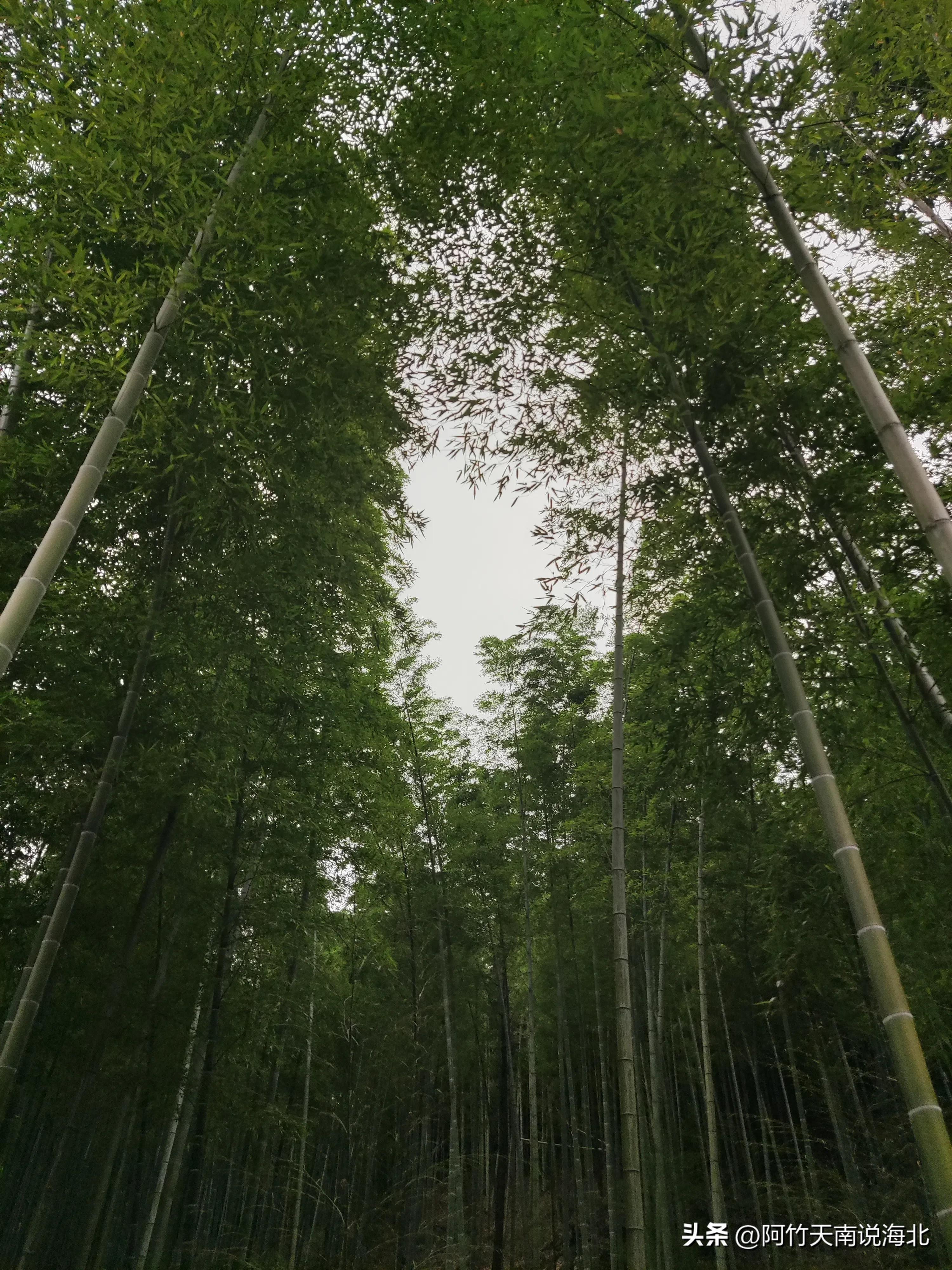 森林氧吧宜兴竹海,宜兴竹海森林氧吧