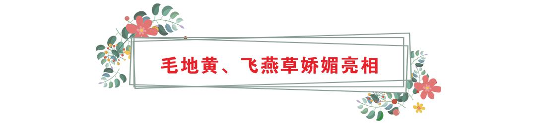 花卡特惠,新春钜惠不容错过
