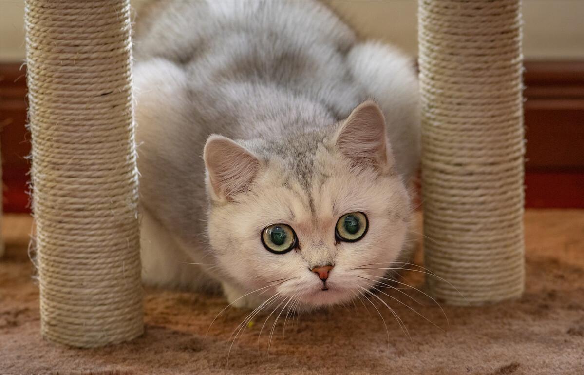 买英短看品相,买英短猫要问卖家什么问题