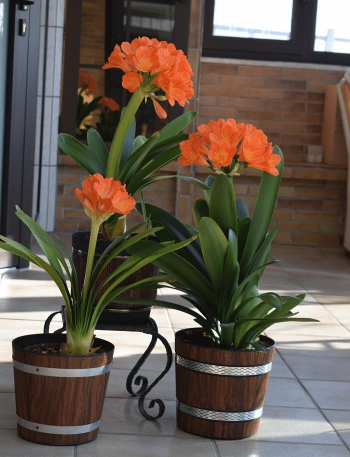 推荐9种适合在办公室养的小盆栽,适合办公室养的大盆栽