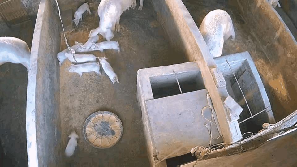 蒲公英4g工业级路由器r300断网,贝锐蒲公英路由器r300a设置教程