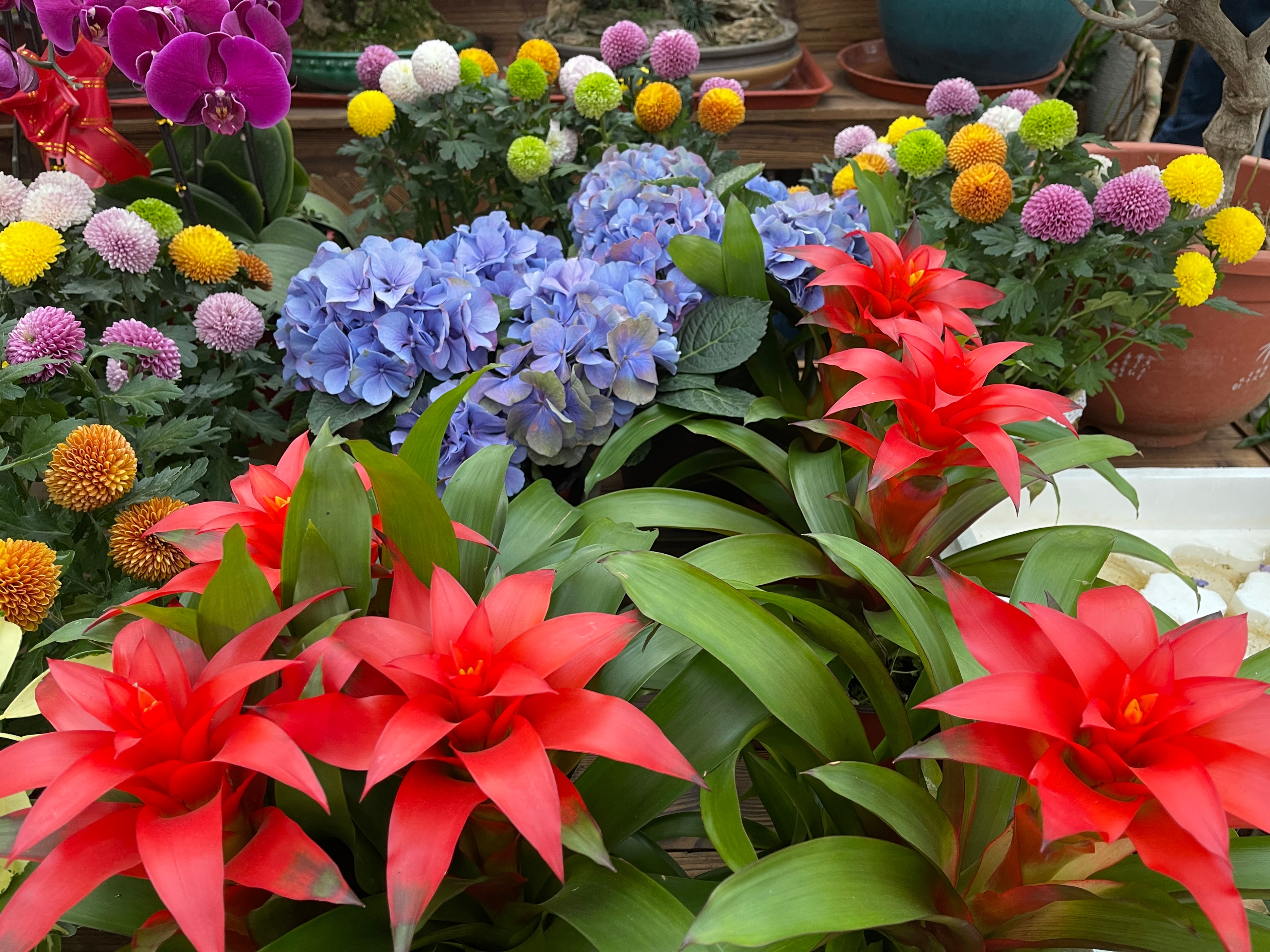 赏花、购花、娱乐，市民自家的小菜园，玉合赢花园中心挺棒