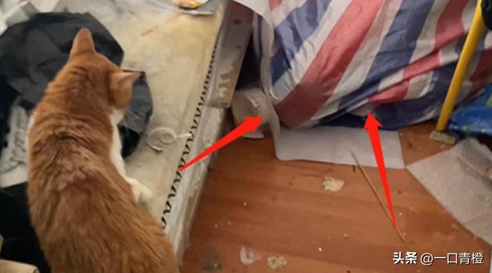 四川女子上门喂猫,女子兼职喂猫遇骚扰