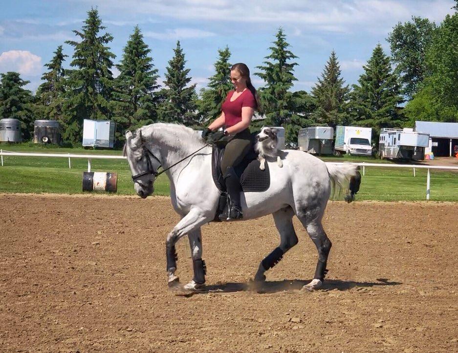 边牧和澳牧的混血狗狗,漂亮狗狗澳牧
