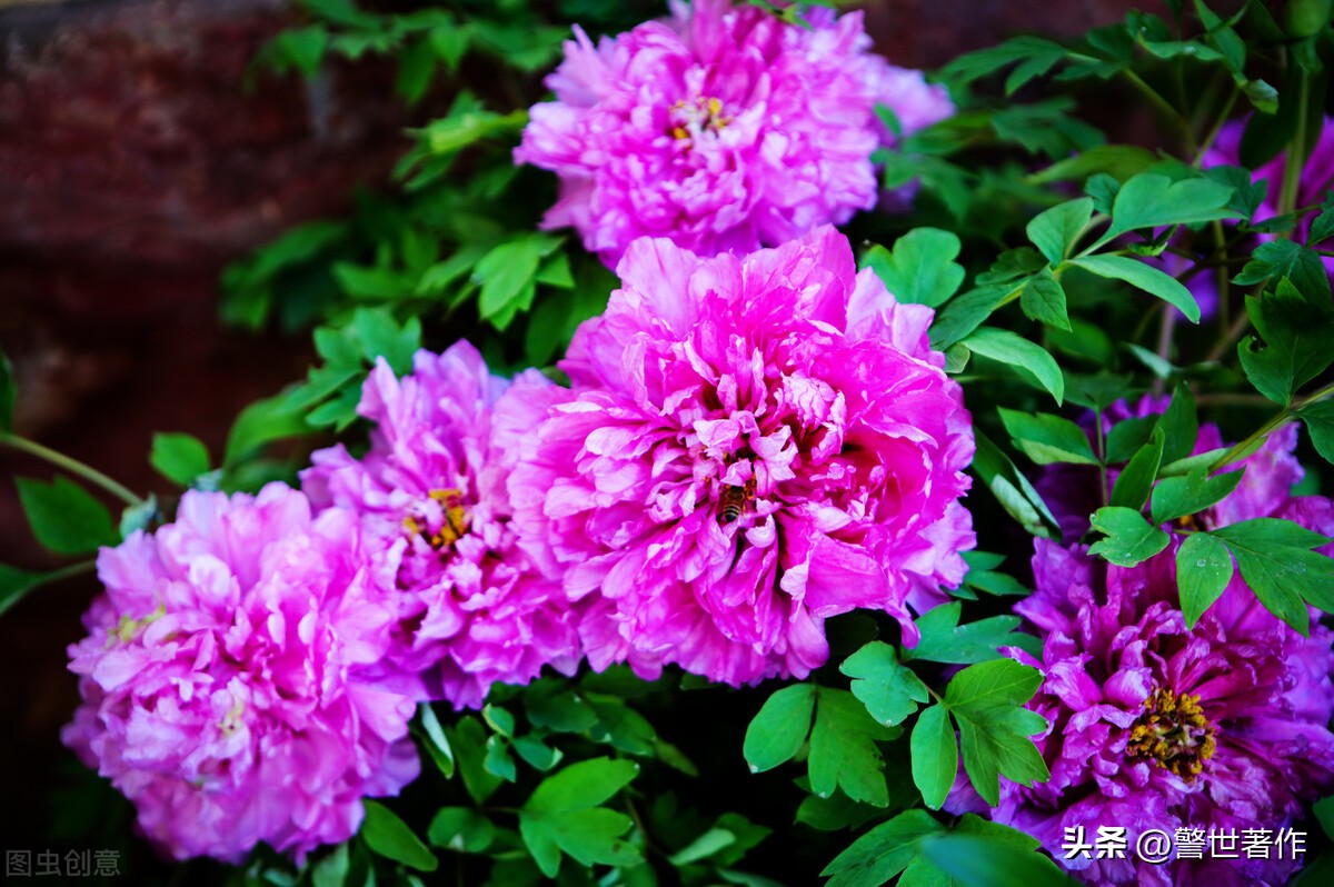 七律诗十首爱国,七律祖国诗