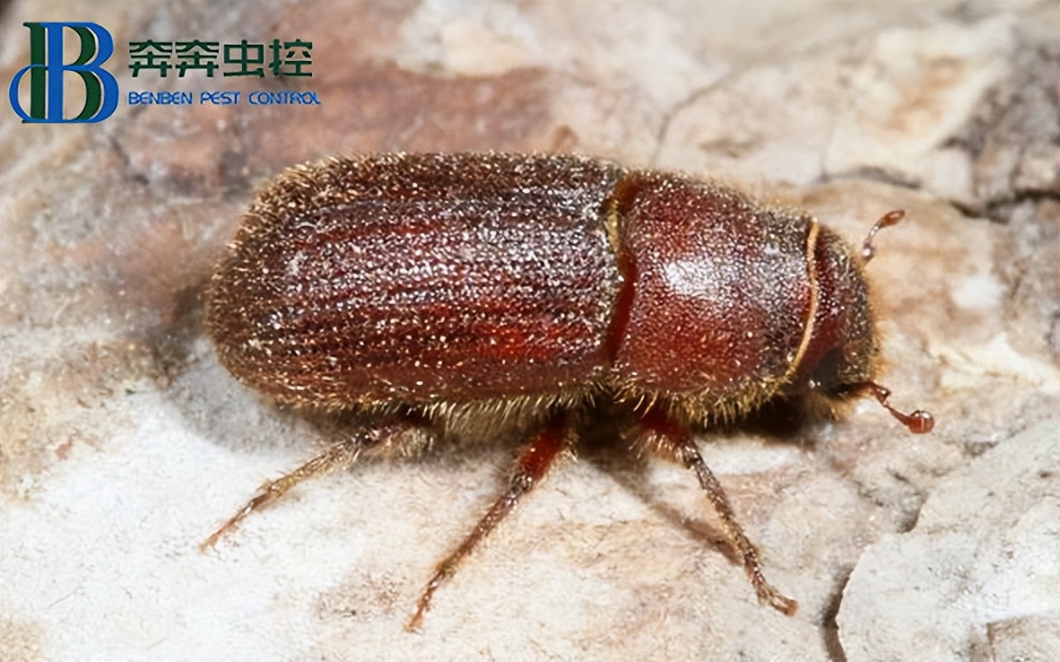 消灭松木粉蠹虫的最好方法,粉蠹虫如何预防