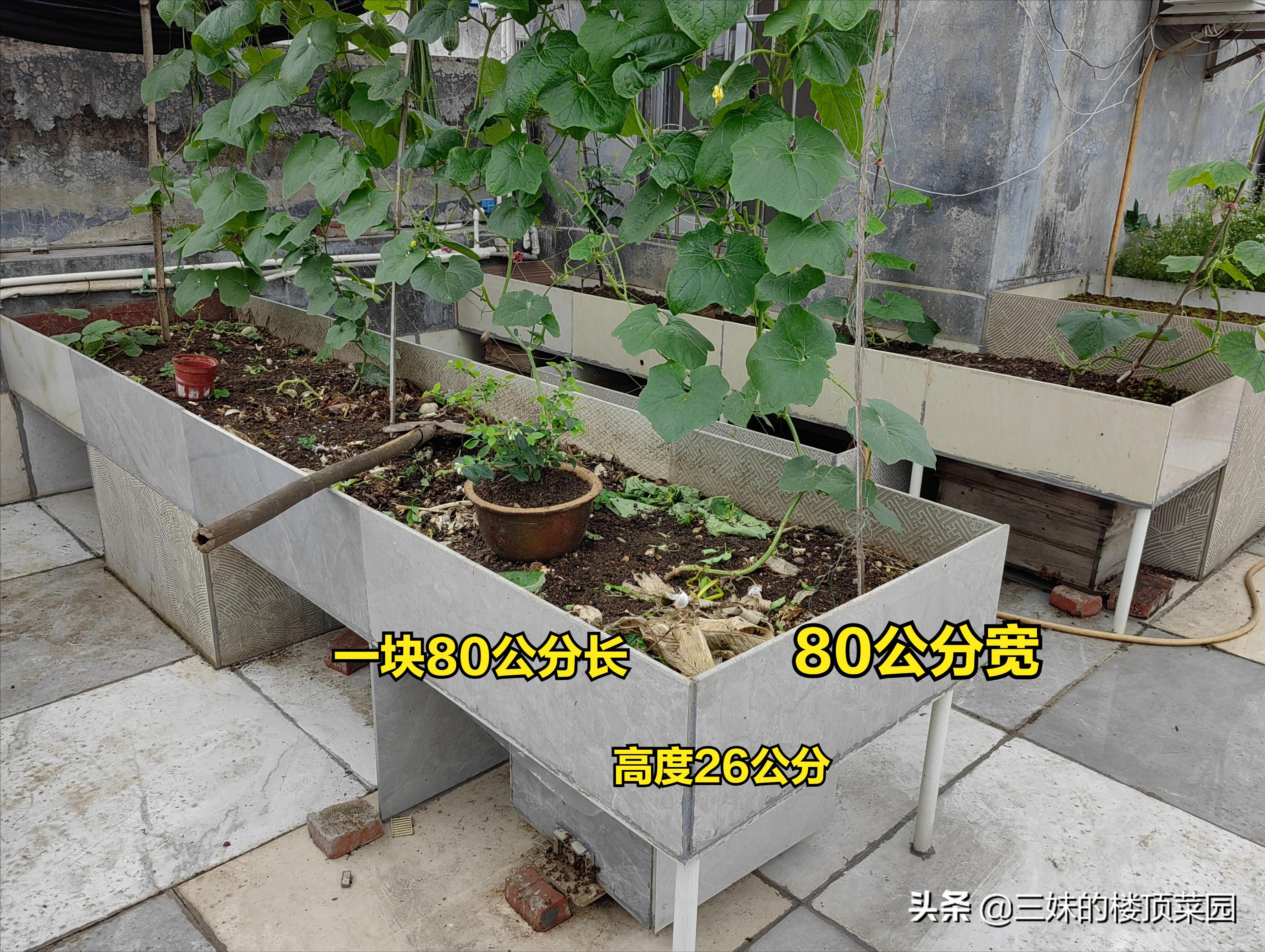 楼顶菜园：用结构粘瓷砖、水管做立体菜池的方法介绍，看你喜欢吗