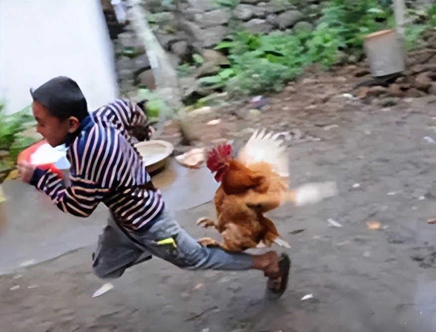 农村家畜三霸：大白鹅、大公鸡、土狗，谁才是真正的村中恶霸？