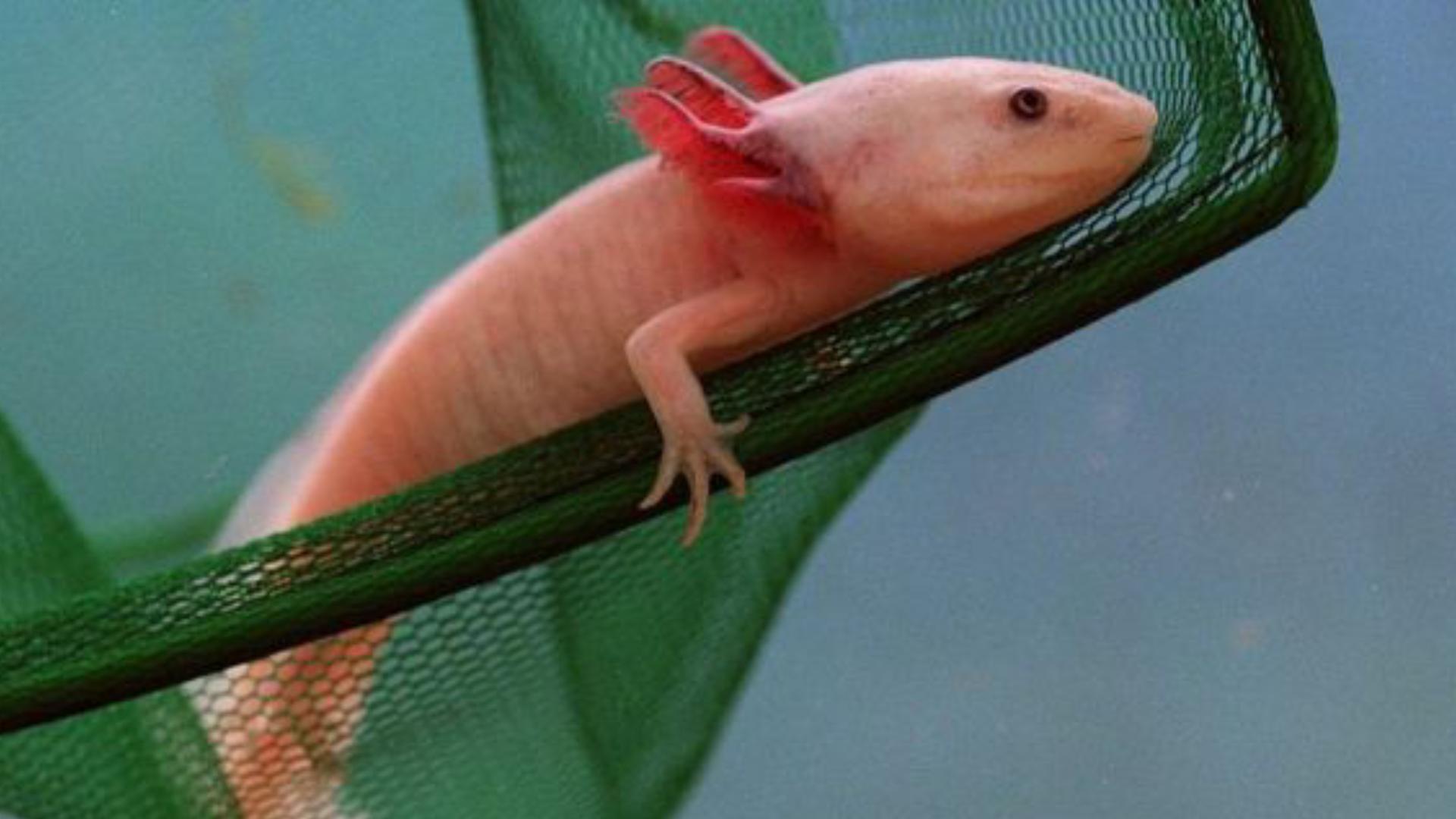 肢体再生能力的动物有哪些,肢体断了可以再生的动物