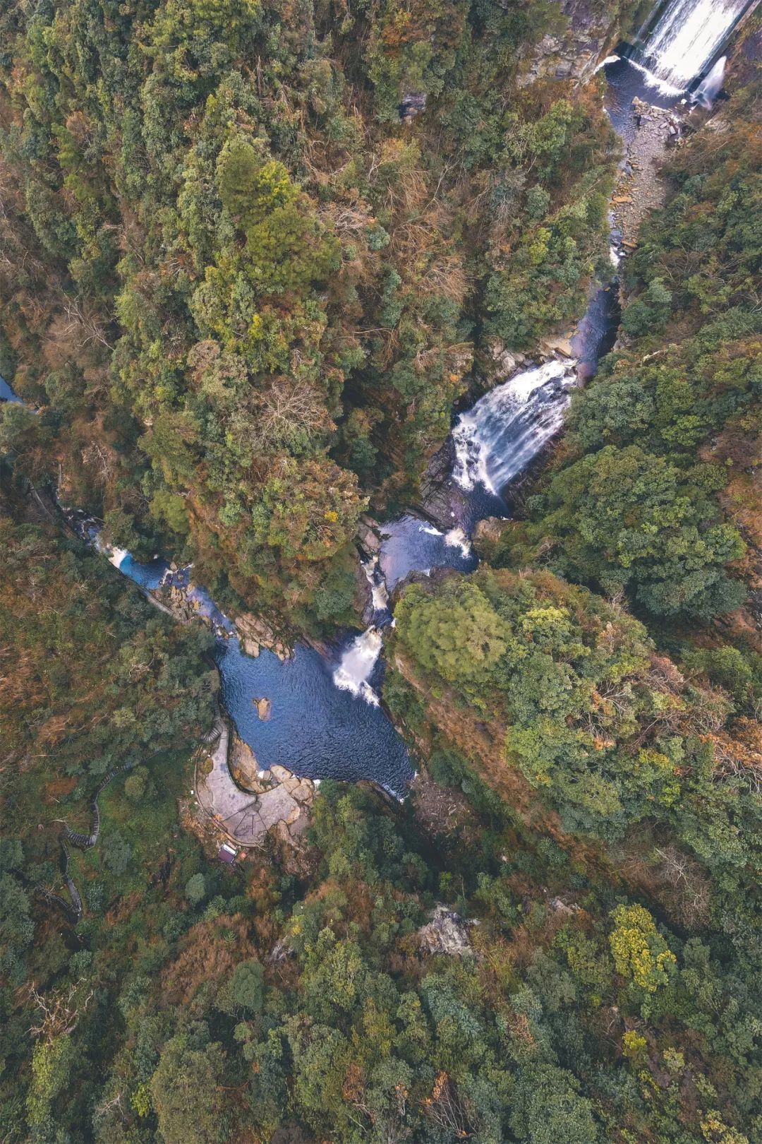 猫咪走太空步原视频最火,猫咪壁虎漫步视频