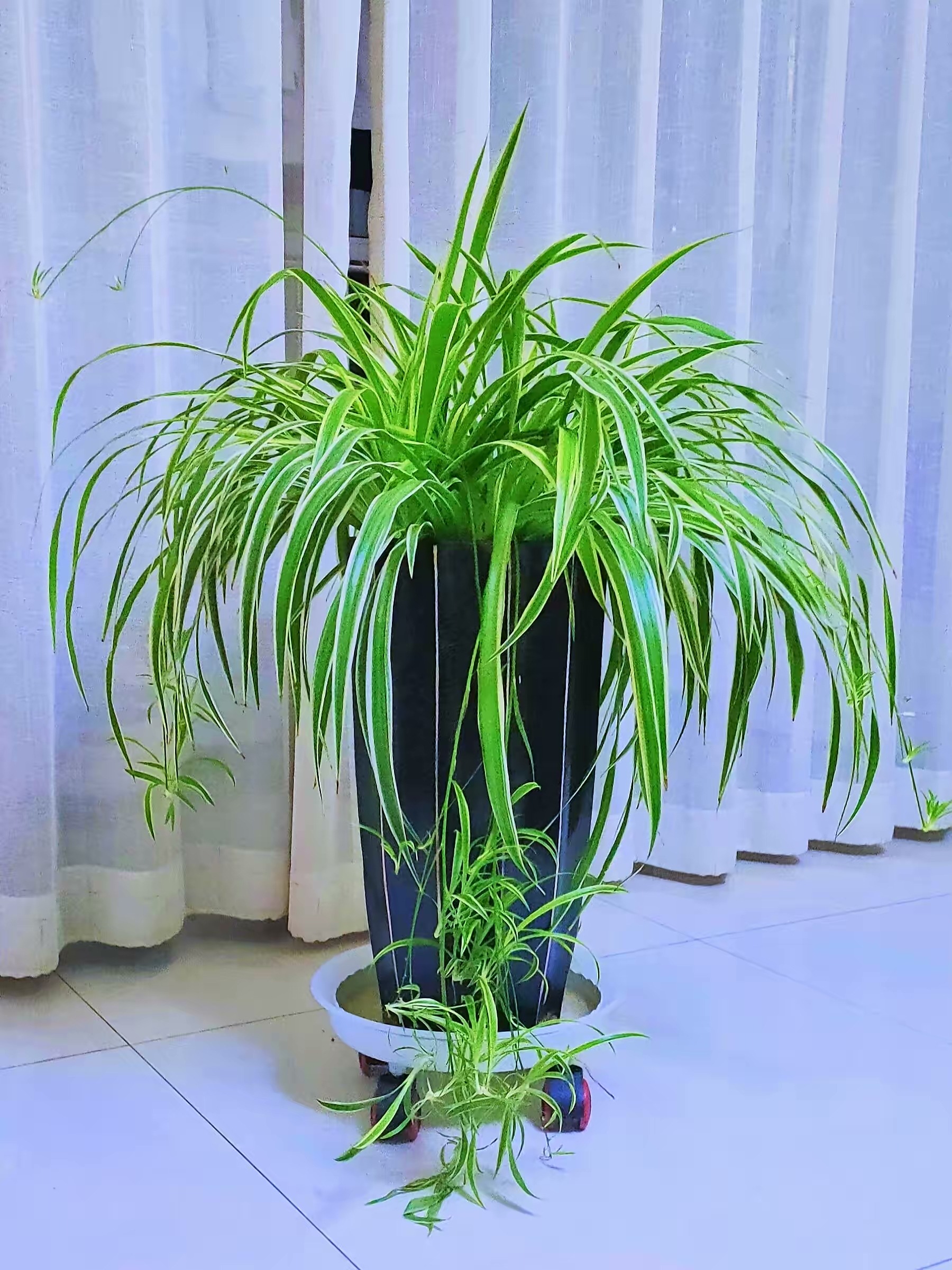 现代装修适合摆放哪些花,装修好屋里摆放什么花