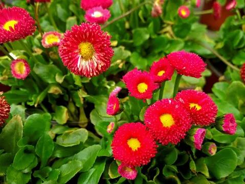 一花一世界一念一佳人的图片,一花一世界一叶一春秋图片