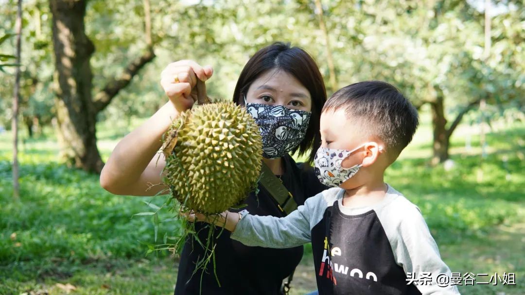 榴莲园带你看越南最美的榴莲,去泰国榴莲园里摘榴莲