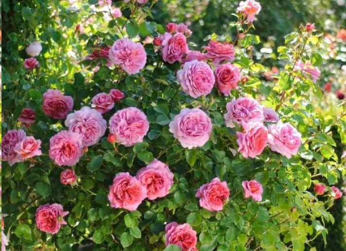 香水月季10款推荐,香水月季花品种大全图片
