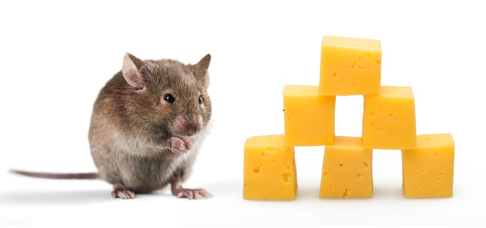 防止老鼠进家里的最有效的办法,老鼠家在哪怎么防止老鼠进家