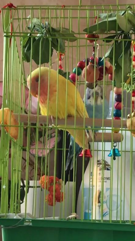 通人性的鹦鹉,通灵性的宠物鸟