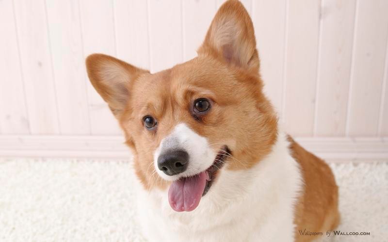 还在犹豫要不要养罗威纳,狗狗到底有必要做绝育吗