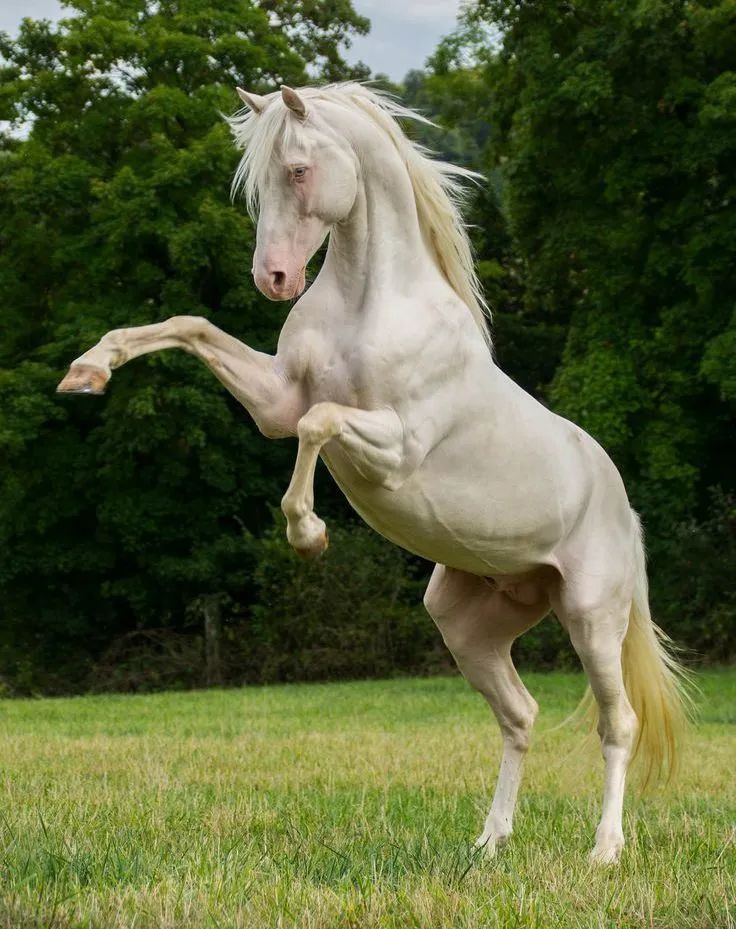 新手买马买什么马好,买马要办什么证件