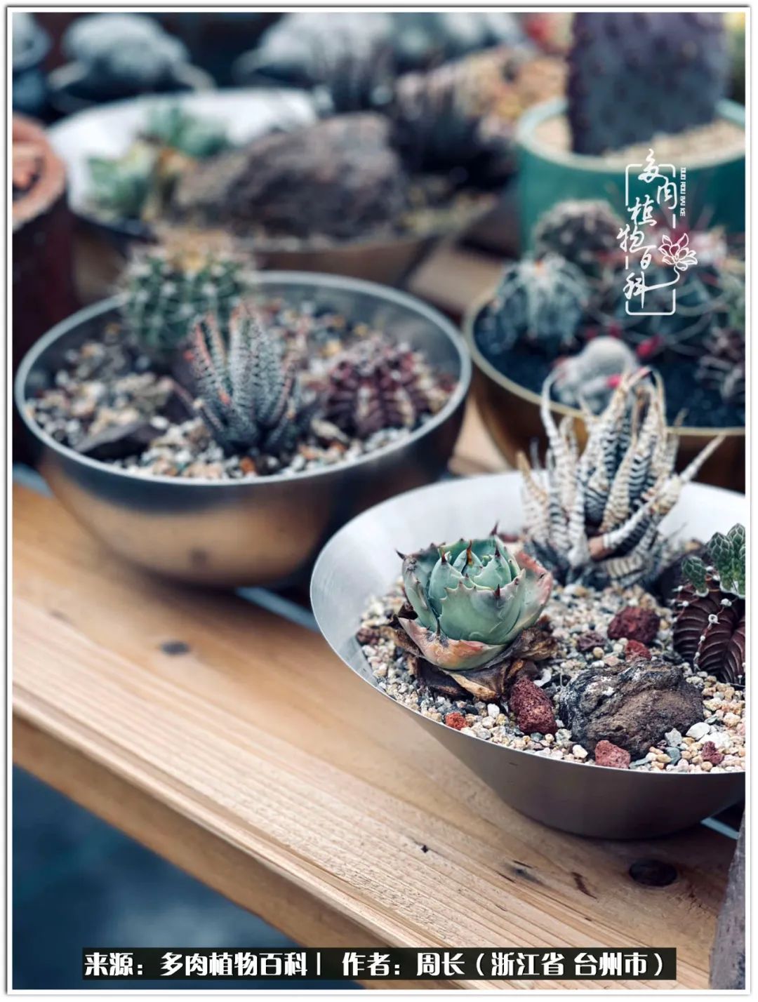 云南树脂粘土多肉组合拼盘创意,多肉拼盘的五个要点是什么