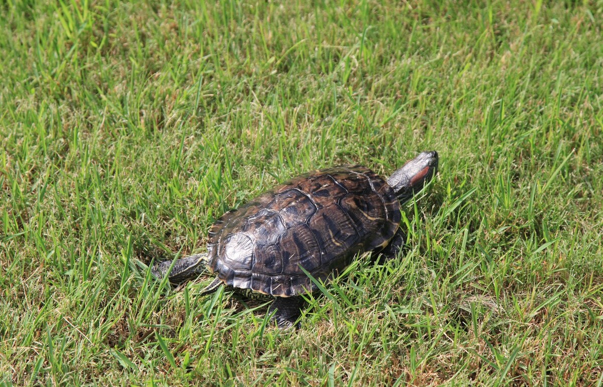 什么龟适合学生养,宿舍的温室龟