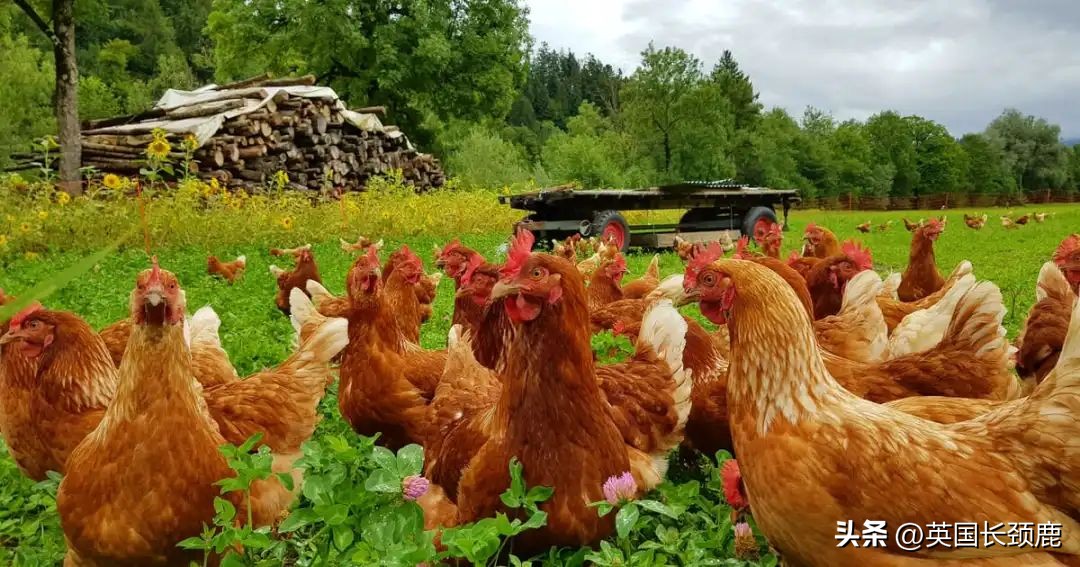 在英国鸡蛋怎么做才好吃,英国怎么选鸡蛋