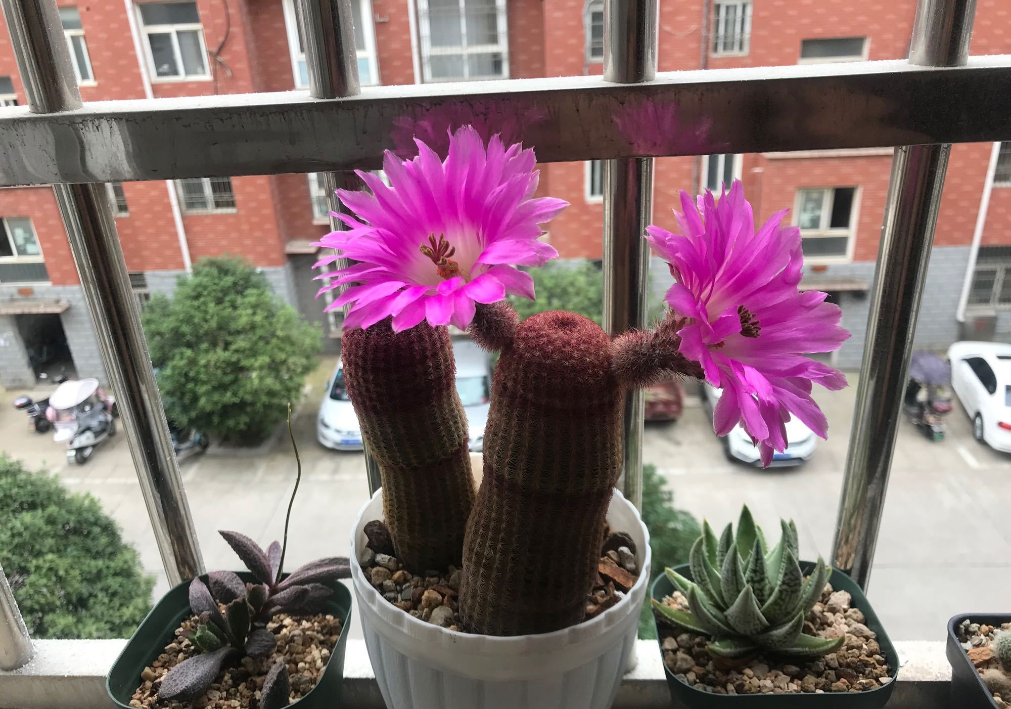 仙人球红太阳最大冠幅,十大爱开花的仙人球品种