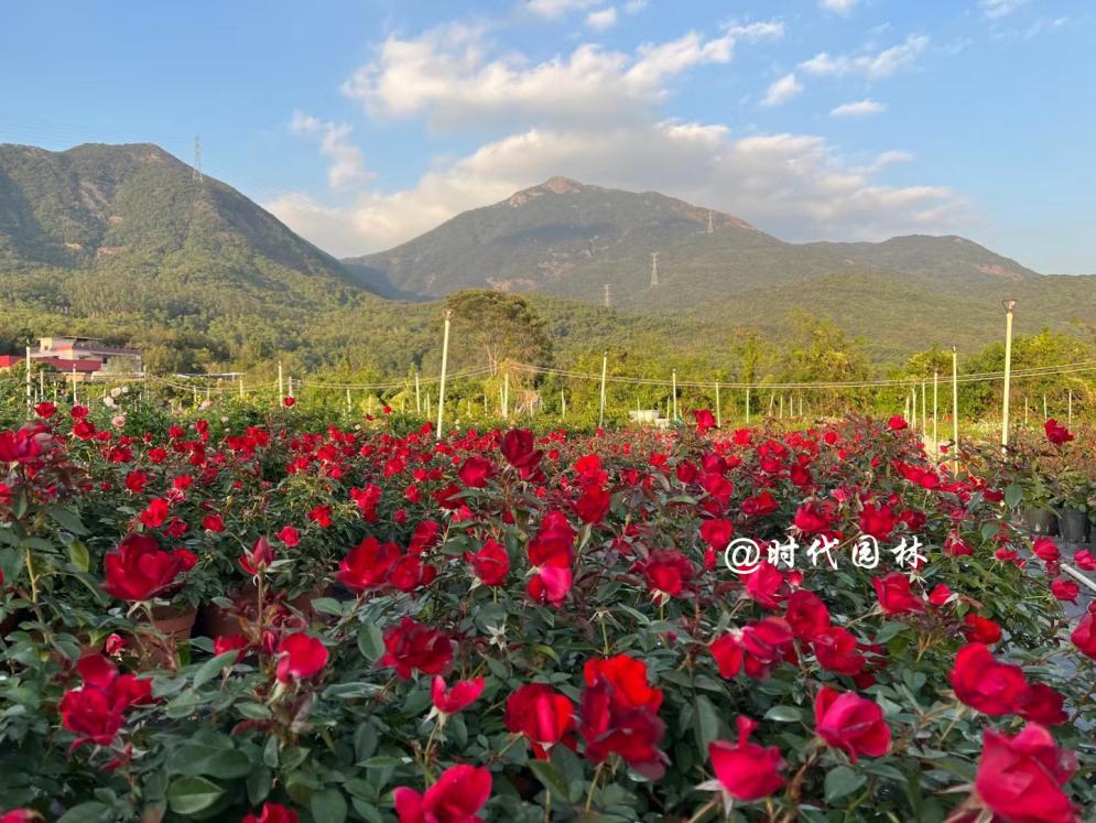 哪些品种的月季耐寒适合阳台栽种,南方最值得种好养的月季