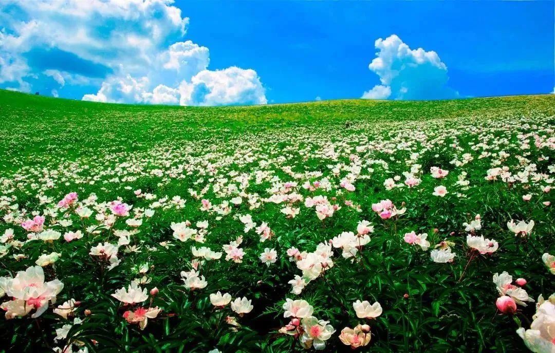 鍐呰挋鍙ゅ宸磋兒椋庢牸琛ｆ湇,澶氬反瀹夌┛鎼唴钂欏彜