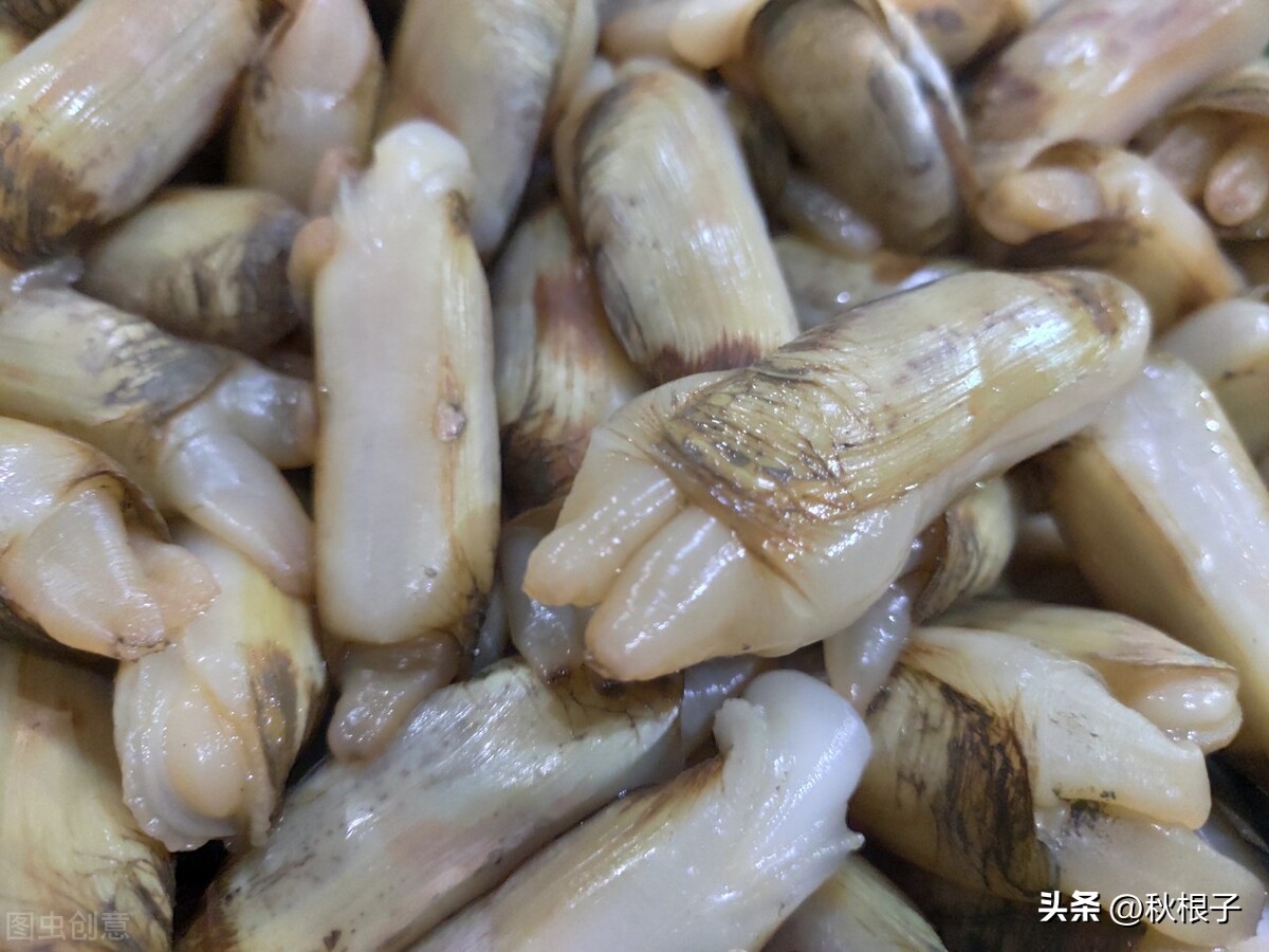 锦州沿海曾经有过一种贝类——“蚩”