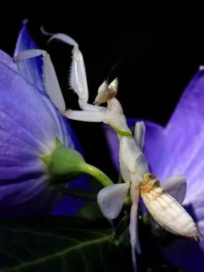 螳螂吃掉自己丈夫的头,螳螂为什么吃掉配偶螳螂吃蛇