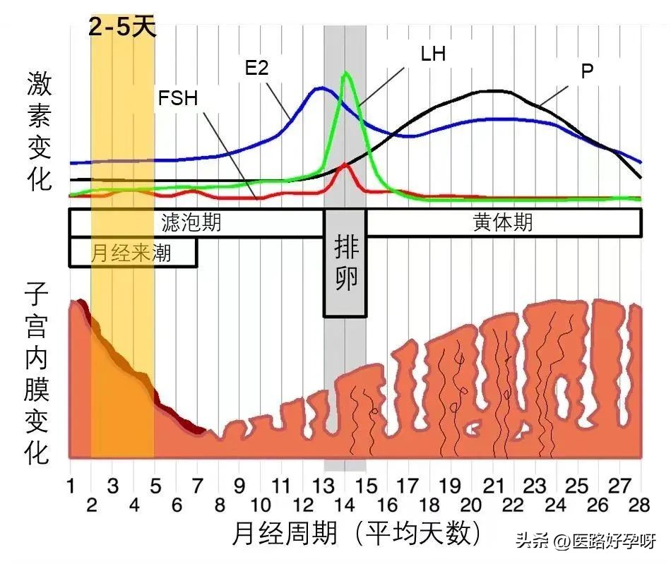 一篇看懂有机硒,一文读懂氨基酸